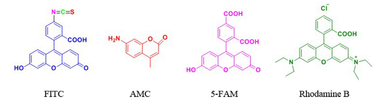 FITC&AMC等荧光标记技术简介