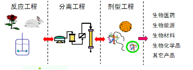 PEG修饰