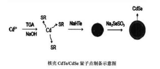 水溶性CdseTe/ZnS量子点；水溶性碲化镉硒/硫化锌量子点(图1)